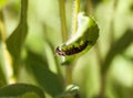 The caterpillar Orgyia Antiqua, rusty tussock moth or vapourer