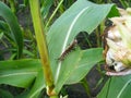 Caterpillar of Orgyia antiqua the rusty tussock moth or vapourer on damaged leaves of maize plants.