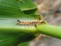Caterpillar of Orgyia antiqua the rusty tussock moth or vapourer on damaged leaves of maize plants.