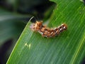 Caterpillar of Orgyia antiqua the rusty tussock moth or vapourer on damaged leaves of maize plants.