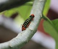 Caterpillar from outer space looking for more leaves to eat Royalty Free Stock Photo