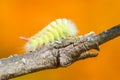 Caterpillar overcomes obstacles