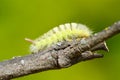 Caterpillar overcomes obstacles