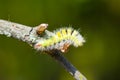 Caterpillar overcomes obstacles