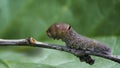 Caterpillar with painted eyes on its back