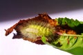 Caterpillar of pale tussock