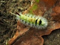 Pale tussock moth caterpillar on a fallen oak leaf Royalty Free Stock Photo