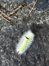 Caterpillar of the pale tussock moth Royalty Free Stock Photo