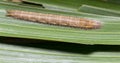 Caterpillar of palm king butterfly Amathusia phidippus on host plant