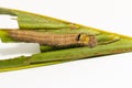 Caterpillar of palm king butterfly Amathusia phidippus on host plant