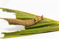 Caterpillar of palm king butterfly Amathusia phidippus on host plant