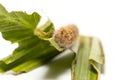 Caterpillar of palm king butterfly Amathusia phidippus on host plant