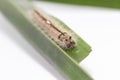 Caterpillar of palm king butterfly Amathusia phidippus on host plant