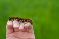 Caterpillar on the palm of a person, a hairy insect, a large black, brown, orange caterpillar crawls on the fingers on