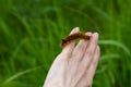 Caterpillar on the palm of a person, a hairy insect, a large black, brown, orange caterpillar crawls on the fingers on
