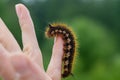 Caterpillar on the palm of a person, a hairy insect, a large black, brown, orange caterpillar crawls on the fingers on