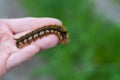 Caterpillar on the palm of a person, a hairy insect, a large black, brown, orange caterpillar crawls on the fingers on Royalty Free Stock Photo