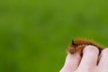 Caterpillar on the palm of a person, a hairy insect, a large black, brown, orange caterpillar crawls on the fingers on