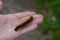 Caterpillar on the palm of a person, a hairy insect, a large black, brown, orange caterpillar crawls on the fingers on Royalty Free Stock Photo