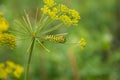 A caterpillar of a papilio machaon butterfly sitting on a dill flower. Royalty Free Stock Photo