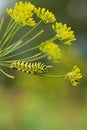 A caterpillar of a papilio machaon butterfly sitting on a dill flower. Royalty Free Stock Photo