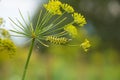 A caterpillar of a papilio machaon butterfly sitting on a dill flower. Royalty Free Stock Photo