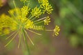 A caterpillar of a papilio machaon butterfly sitting on a dill flower. Royalty Free Stock Photo