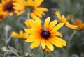 The caterpillar of the Papilio machaon butterfly sitting on the yellow rudbeckia flower or black-eyed susan plant Royalty Free Stock Photo