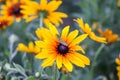 The caterpillar of the Papilio machaon butterfly sitting on the yellow rudbeckia flower or black-eyed susan plant Royalty Free Stock Photo