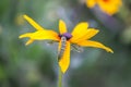 The caterpillar of the Papilio machaon butterfly sitting on the yellow rudbeckia flower or black-eyed susan plant Royalty Free Stock Photo