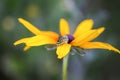 The caterpillar of the Papilio machaon butterfly sitting on the yellow rudbeckia flower or black-eyed susan plant Royalty Free Stock Photo