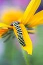 The caterpillar of the Papilio machaon butterfly sitting on the yellow rudbeckia flower or black-eyed susan plant Royalty Free Stock Photo