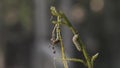 Caterpillar of Papilio machaon