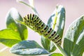 Caterpillar of a Papilio machaon Linnaeus Royalty Free Stock Photo