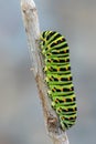 Caterpillar of Papilio machaon - Old World swallowtail