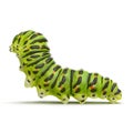 Caterpillar Papilio xuthus. Isolated on white. 3D illustration