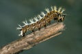 caterpillar of Papilionidae in the head branch