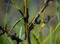 Caterpillar Party On A Young Willow Tree