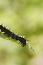 Caterpillar peacock butterfly (Inachis io) Royalty Free Stock Photo