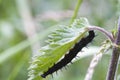 Caterpillar peacock butterfly (Inachis io) Royalty Free Stock Photo