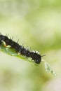 Caterpillar peacock butterfly (Inachis io) Royalty Free Stock Photo