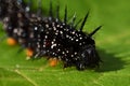 Caterpillar peacock butterfly, Inachis io