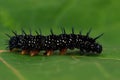 Caterpillar peacock butterfly, Inachis io Royalty Free Stock Photo