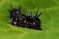 Caterpillar peacock butterfly, Inachis io Royalty Free Stock Photo