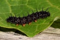 Caterpillar peacock butterfly, Inachis io