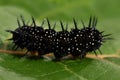 Caterpillar peacock butterfly, Inachis io