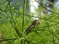 The caterpillar of the peacock feasts in the fennel