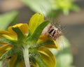 A caterpillar peeking out of a yellow flower. An insect on a plant Royalty Free Stock Photo