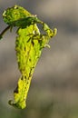 Caterpillar pests in action Royalty Free Stock Photo