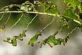 Caterpillar pests in action Royalty Free Stock Photo